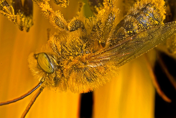 Bee on Sunflower - 1