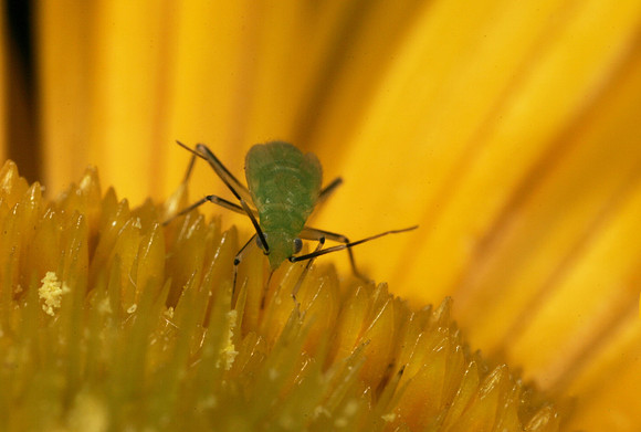 Green Plant Bug Nymph - 4
