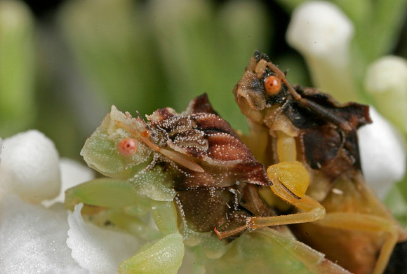 Ambush Bugs Mating - 3