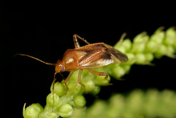 Plant Bug - 10