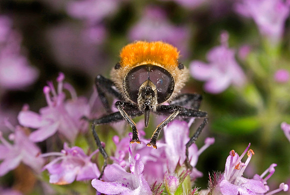 Narcissus Bulb Fly - 7