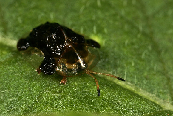 Tortoise Beetle - 1