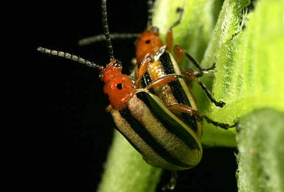 Potato Beetles Mating - 4
