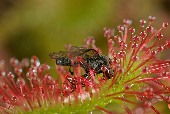 Sundew with Insects - 6