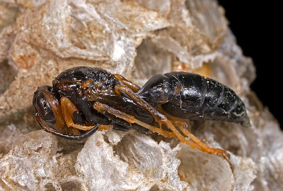 Developing Wasp - 4