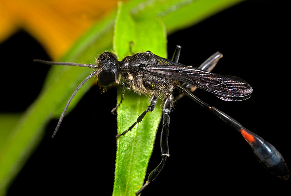 Thread-wasted Wasp - 3