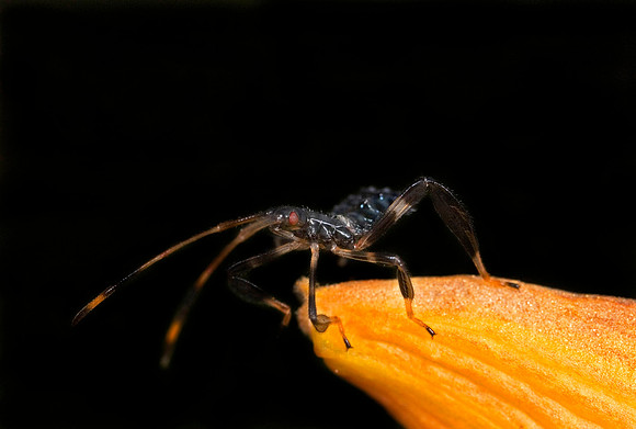 Assassin Bug Nymph - 4