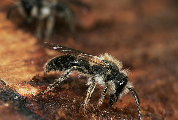 Mining Bee - 1
