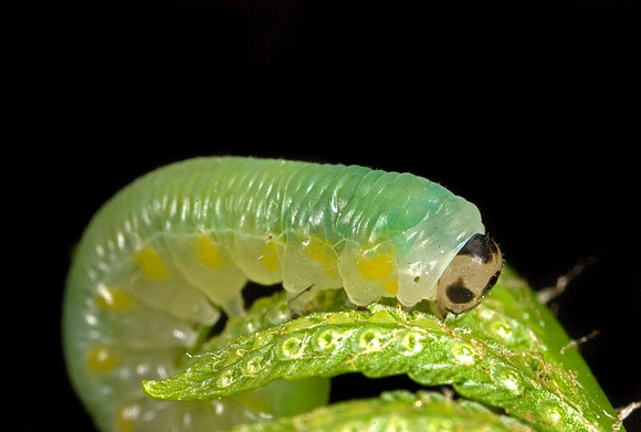 Sawfly Larva - 4