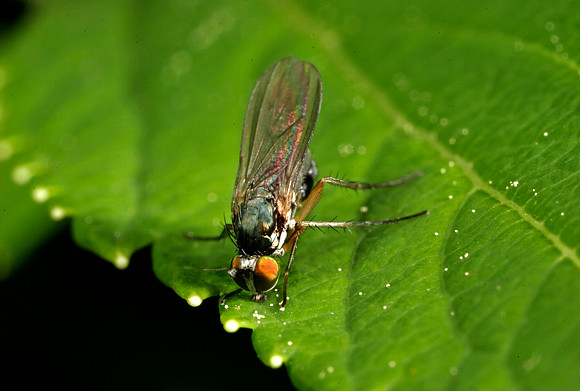 Fly - 1