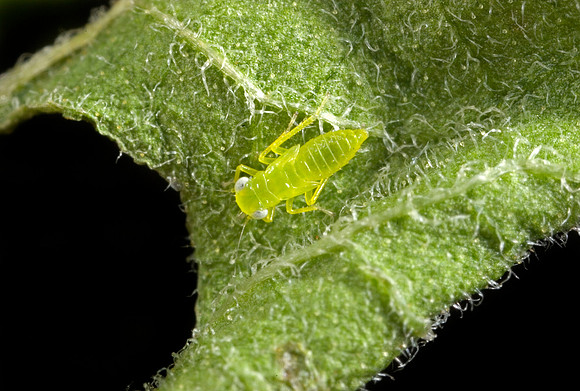 Leafhopper Nymph - 1