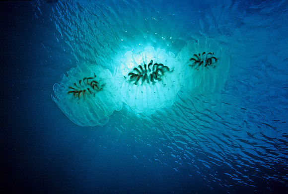 Aggregate Salp - 1