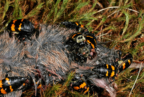 Burying Beetles - 1