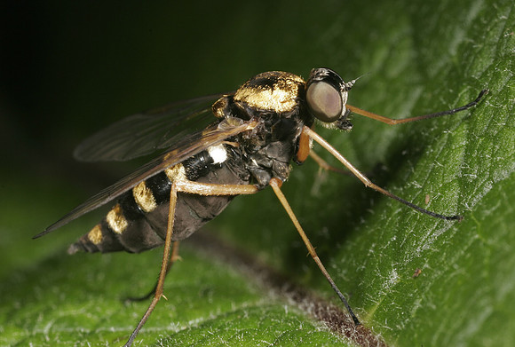 Snipe Fly - 1