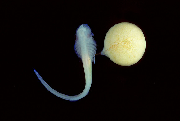 Brown Catshark Embryo - 3