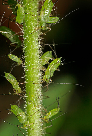 Aphids - 6