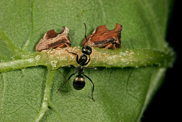 Ant Tending Treehoppers - 3