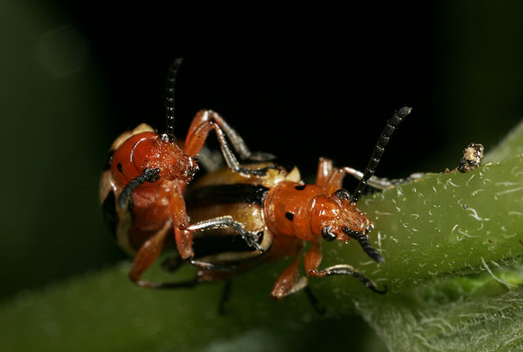 Potato Beetles Mating - 2