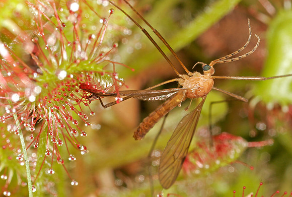Sundew with Insects - 4