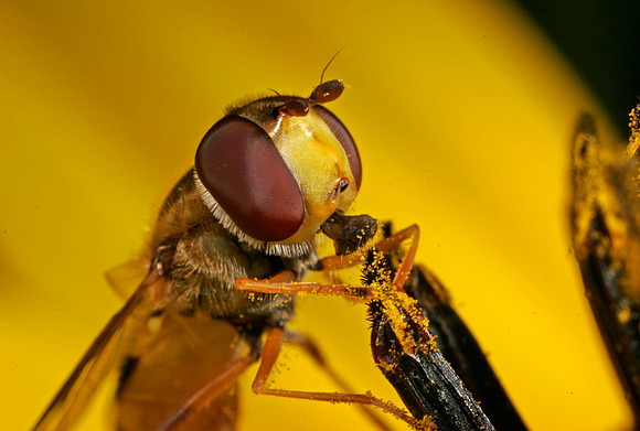 Hoverfly - 9