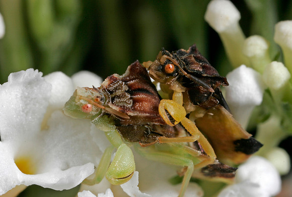 Ambush Bugs Mating - 1