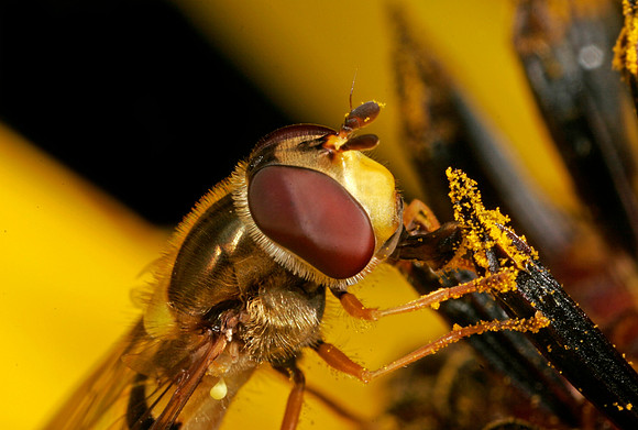 Hoverfly - 8