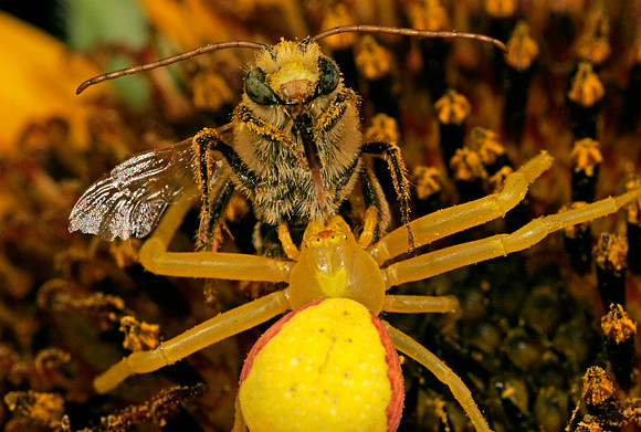 Crab Spider with Prey - 6