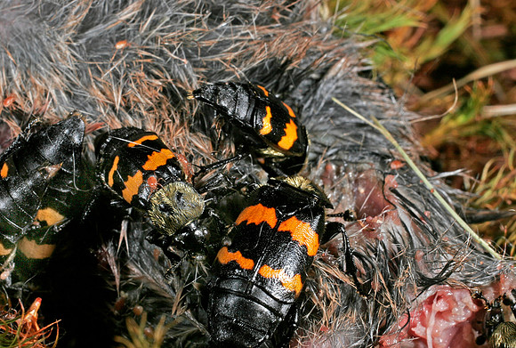 Burying Beetles - 6