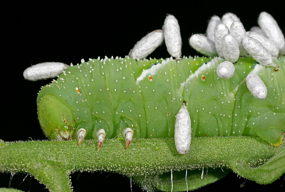 Parasitoid Wasp Eggs on Hornworm - 3