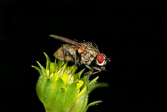 Flesh Fly - 2