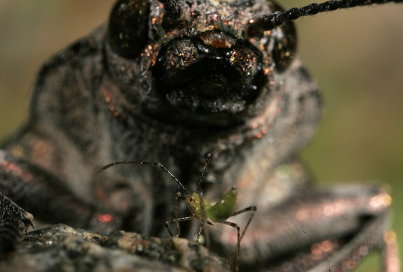 Assassin Bug Nymph Facing Jewel Beetle
