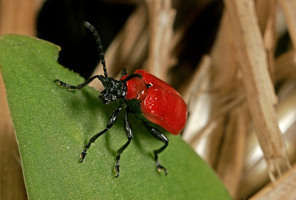 Lily Beetle
