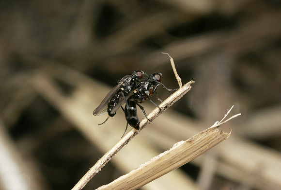 Scavenger Flies Mating - 3