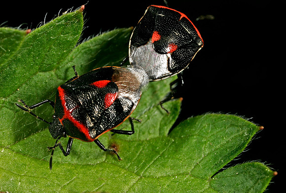 Stink Bugs Mating - 4
