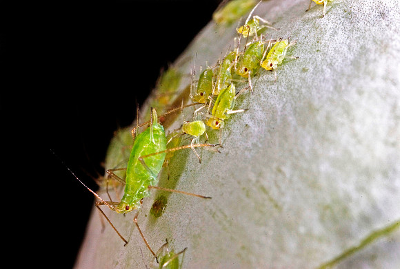 Aphids - 3