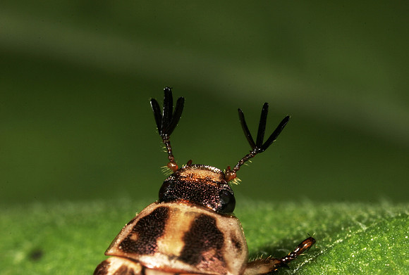 Scarab Beetle Antennae