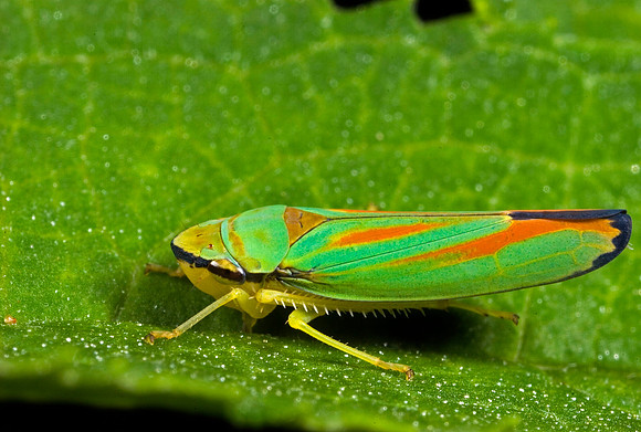 Leafhopper - 8