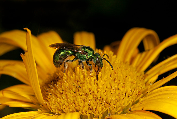 Green Metallic Bee - 4