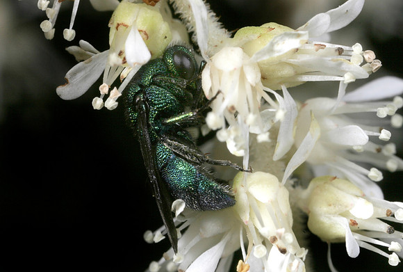 Cuckoo Wasp - 1