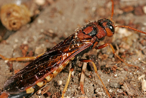Sawfly - 2