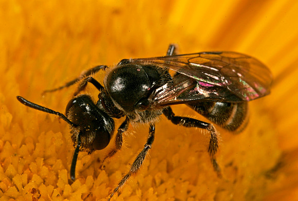 Sweat Bee - 3