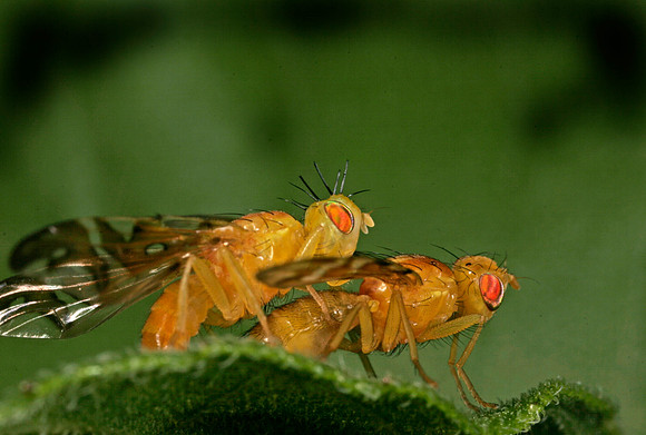 Orange Flies Mating - 3