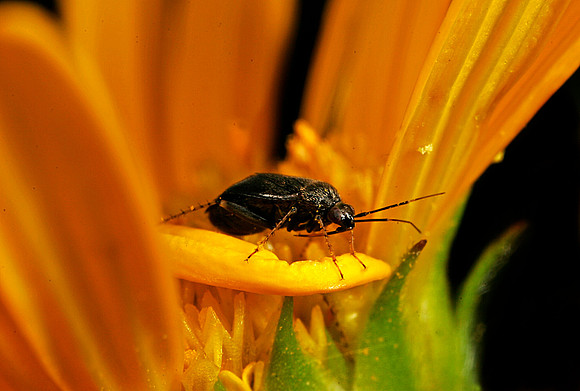 Plant Bug - 6