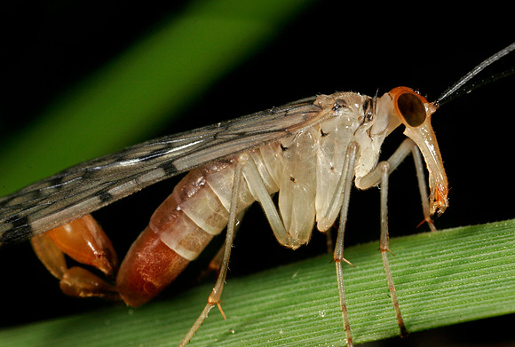 Scorpionfly - 3