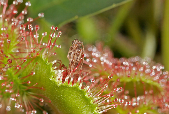 Sundew with Butterfly - 2