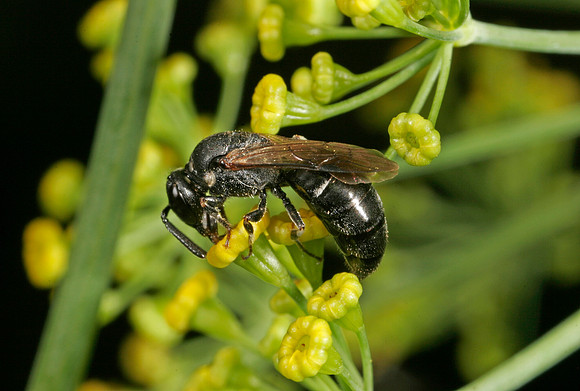 Masked Bee