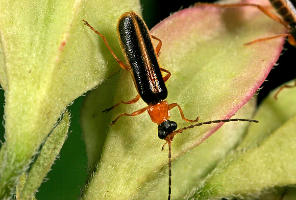 Soldier Beetle - 1