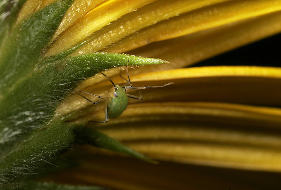 Green Plant Bug Nymph - 3