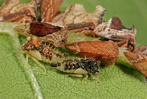 Treehopper Nymphs & Adults - 1