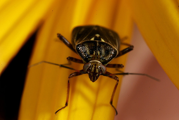 Plant Bug - 13